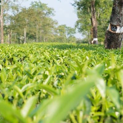 Barry's Tea Gold Blend - 80 Teabags - 250g - Expertly Blended in Ireland