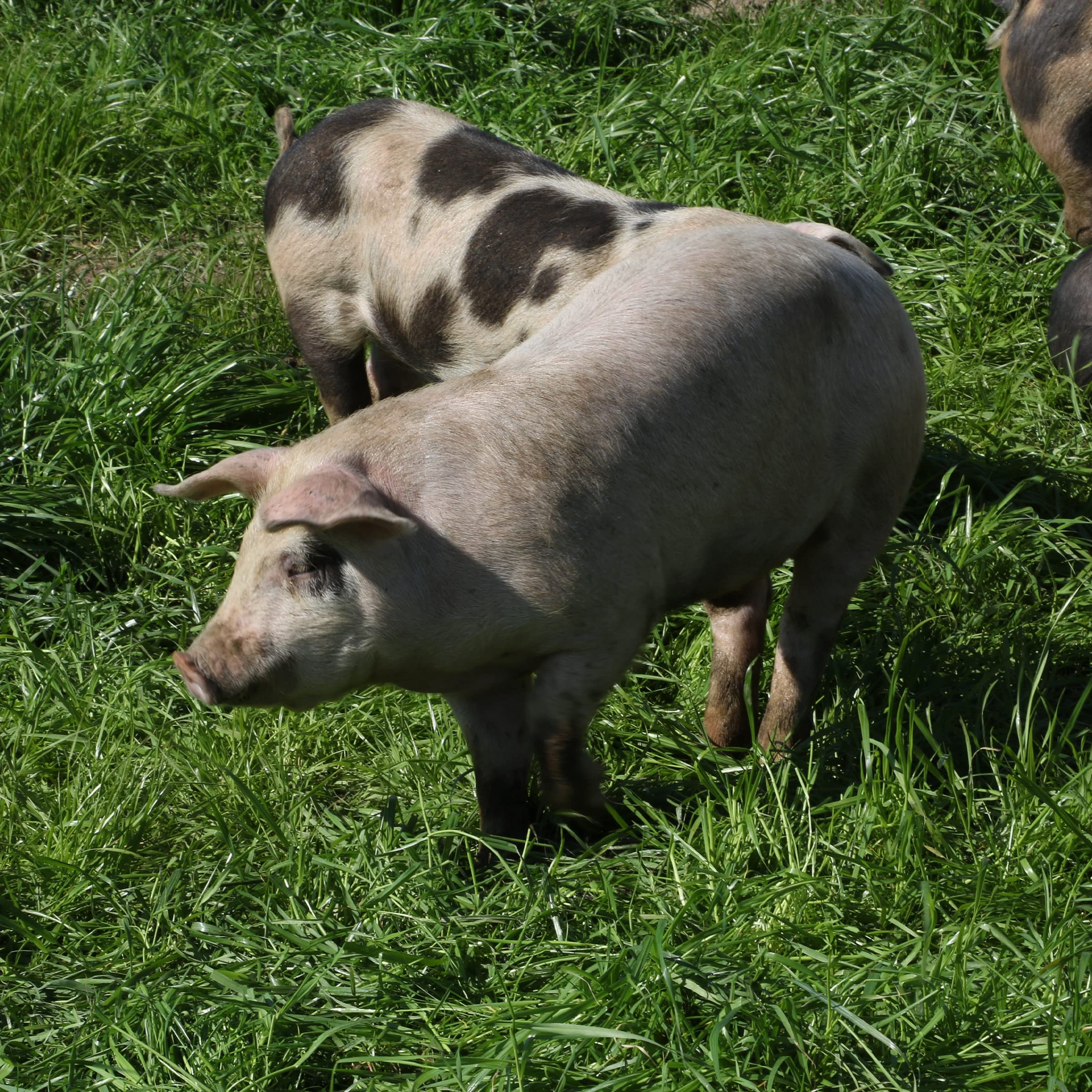 EPIC Artisanal Pork Rinds