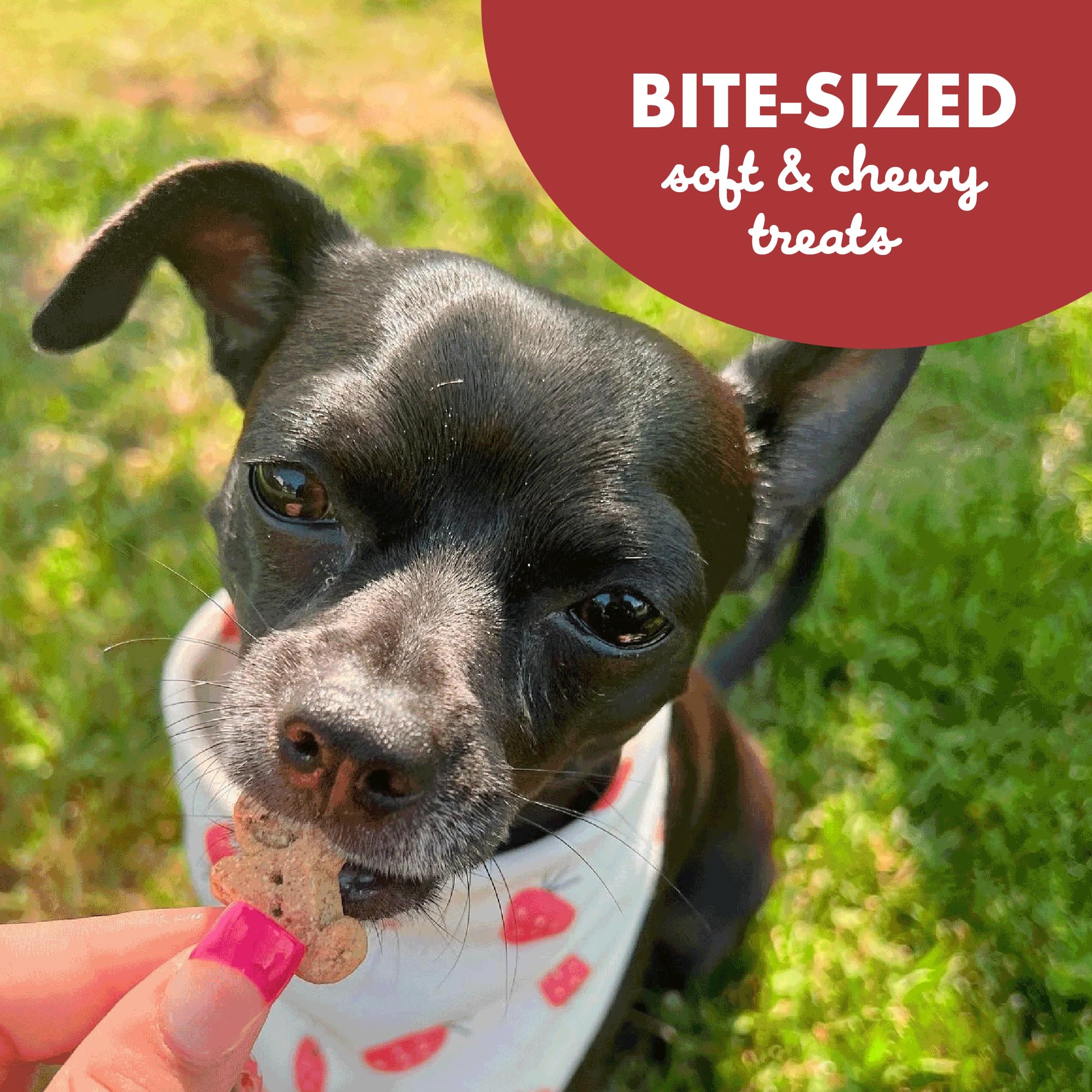 Buddy Biscuits Softies 5 oz Pouch