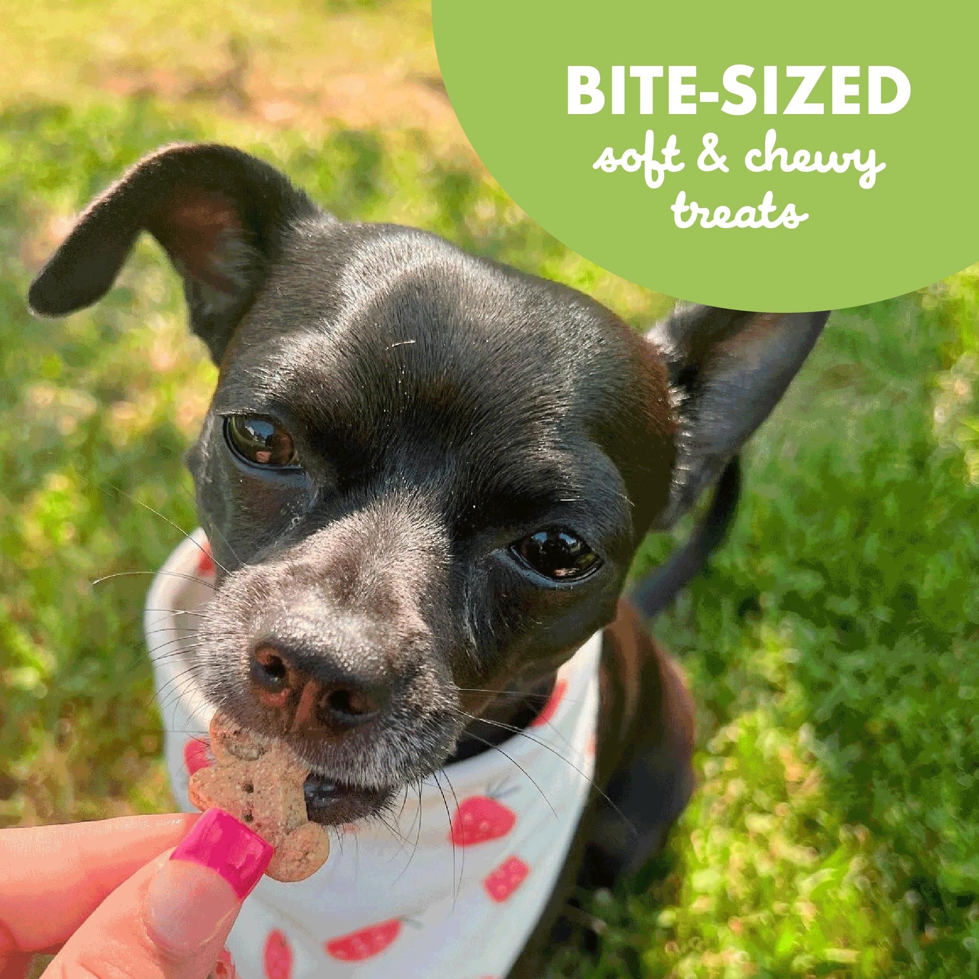 Buddy Biscuits Softies 5 oz Pouch