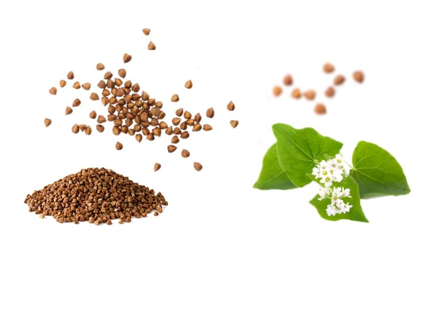 Le Pain Crispbread Buckwheat 4.41 oz (Pack of 6)