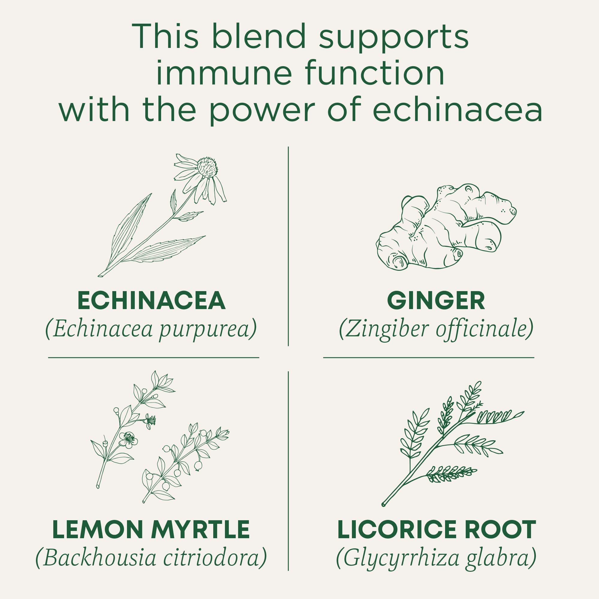 Traditional Medicinals Tea, Organic Immune Zoom Lemon Ginger - Supports Immune Function - Kosher, Non-GMO, Caffeine-Free, Compostable - 96 Tea Bags (6 Pack)